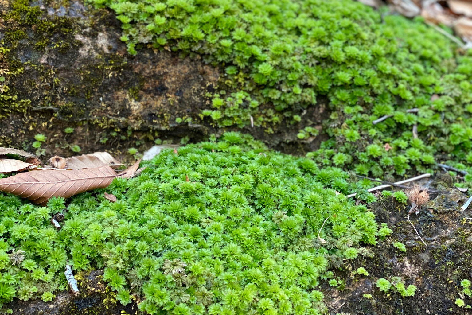 moss  covering a rock
