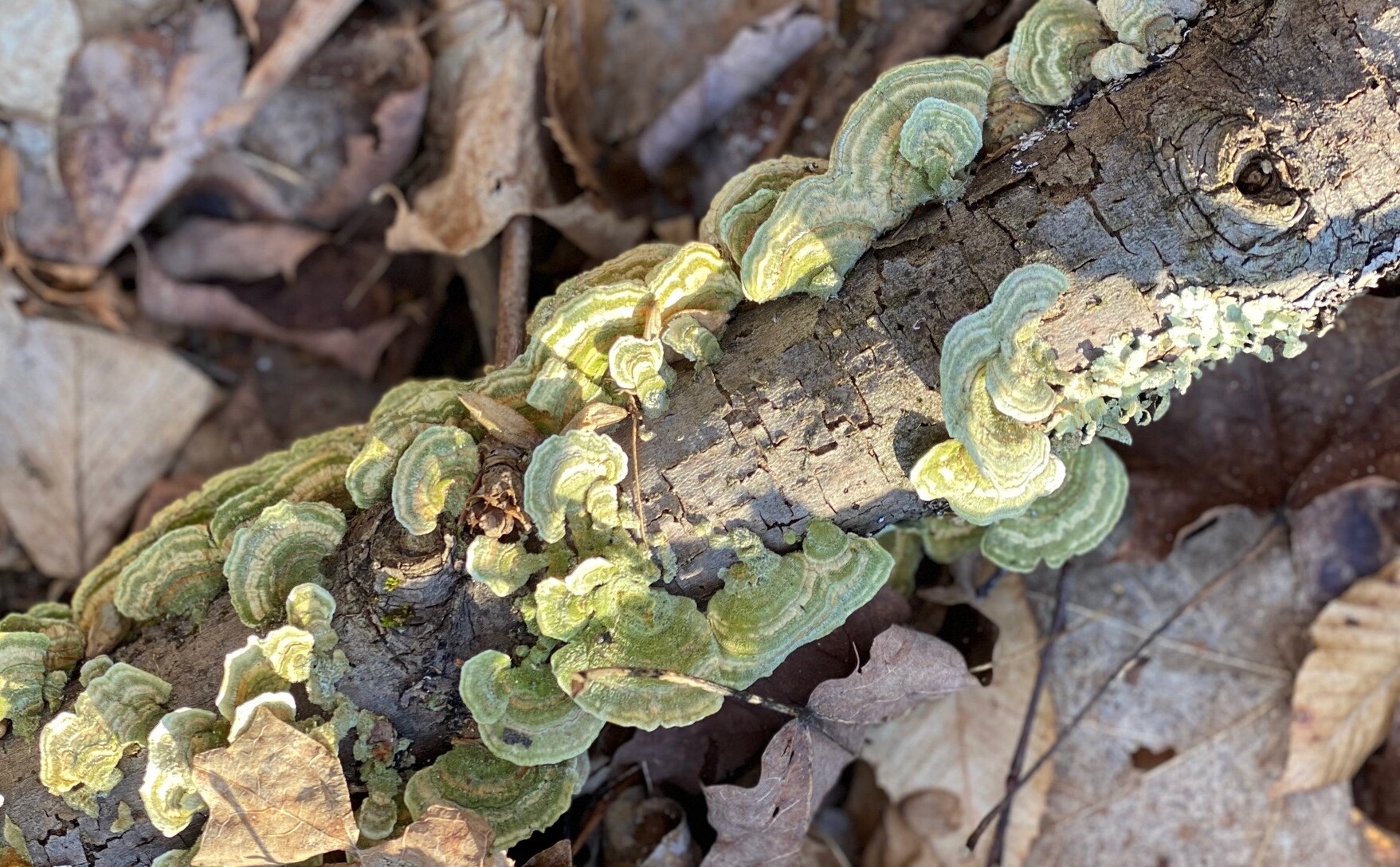 Fungi digesting wood