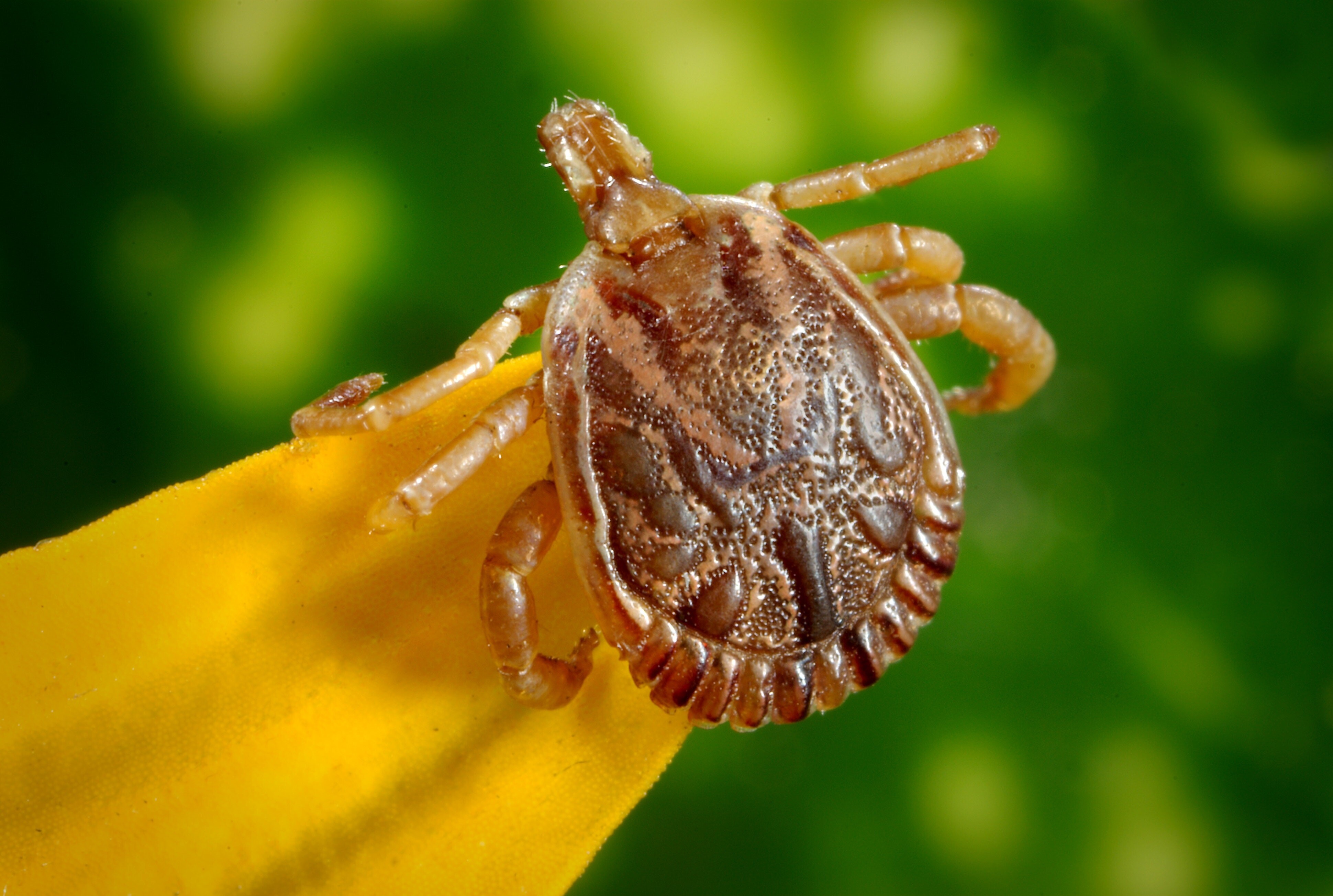 Prevention of Ticks