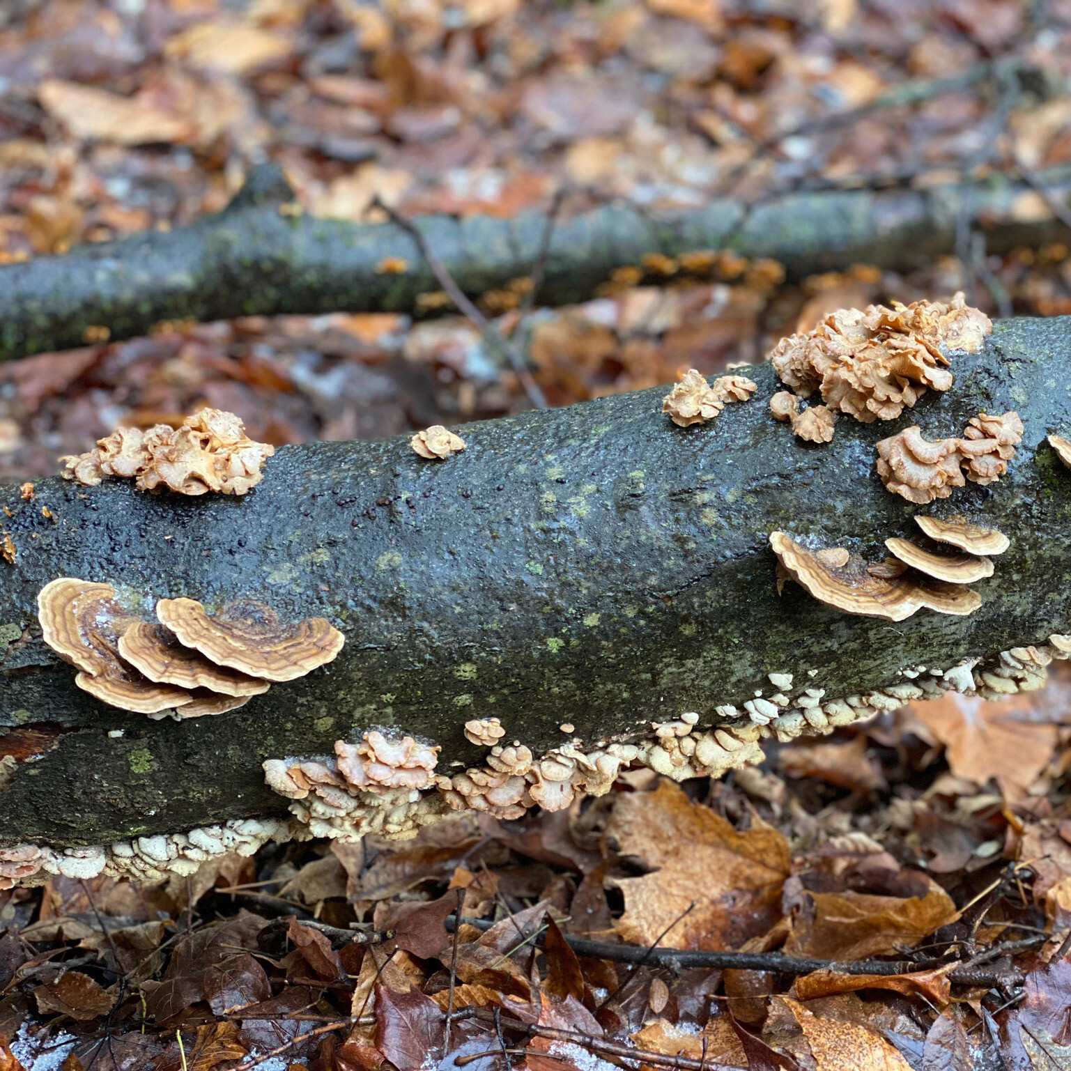 mushrooms