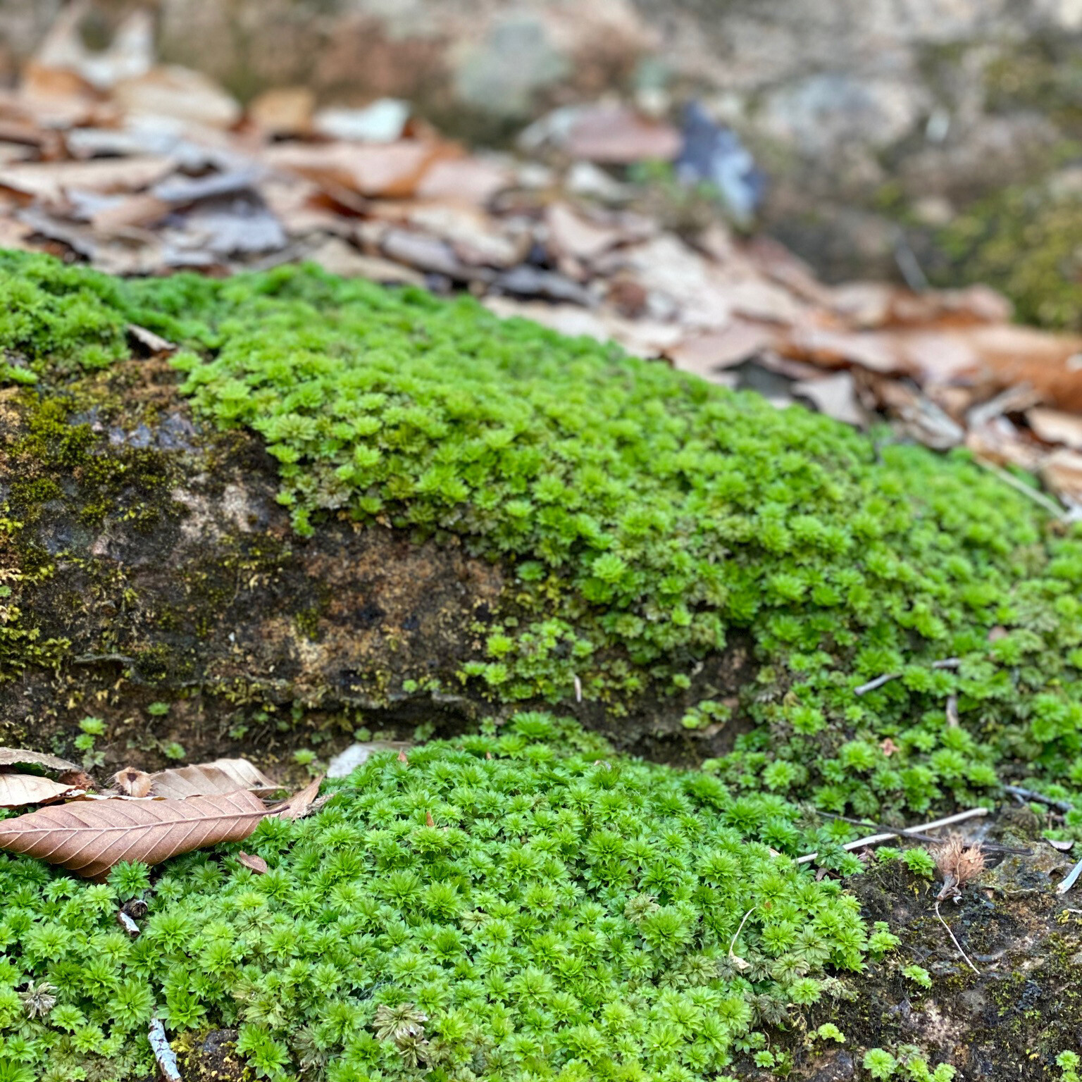 moss and nature