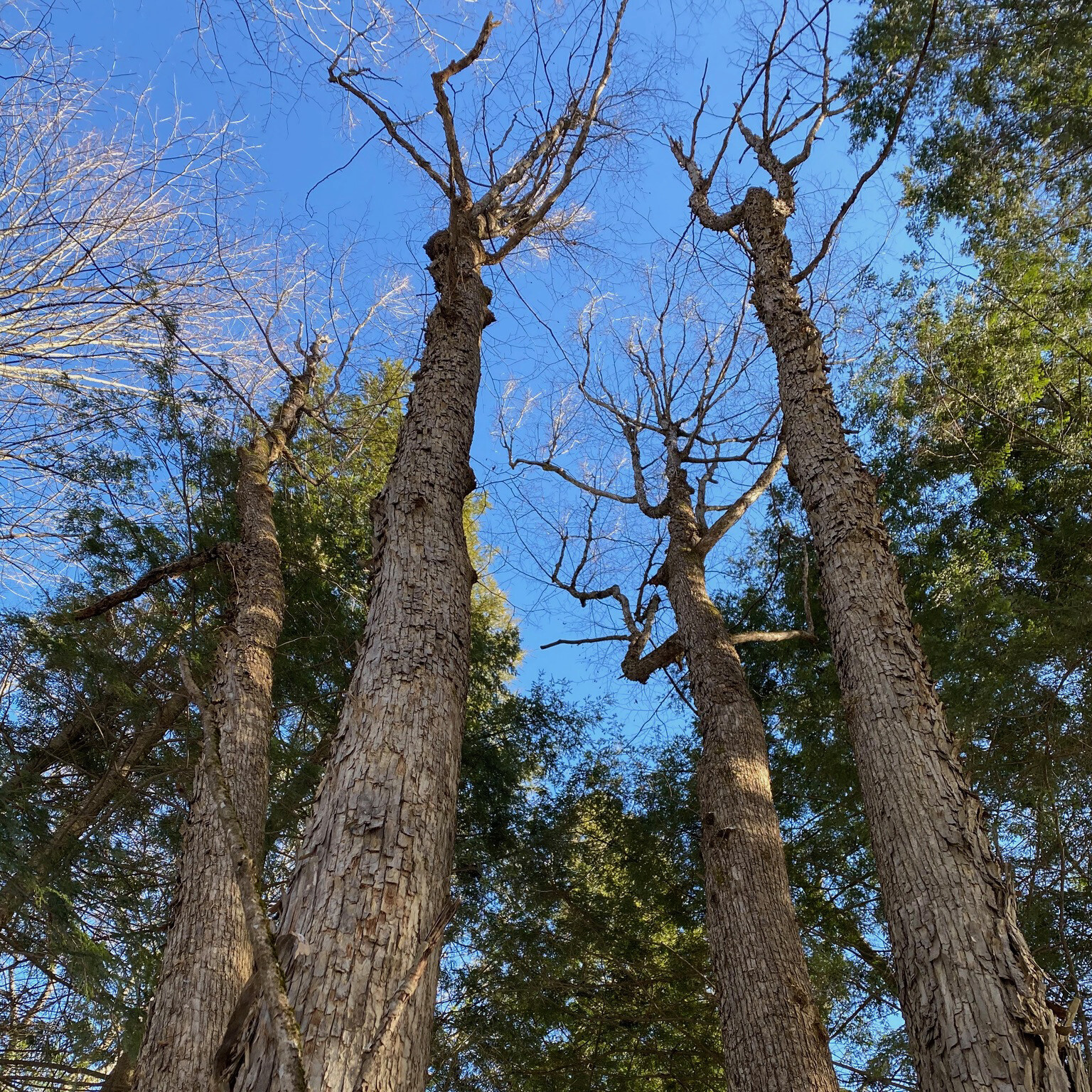 trees and nature