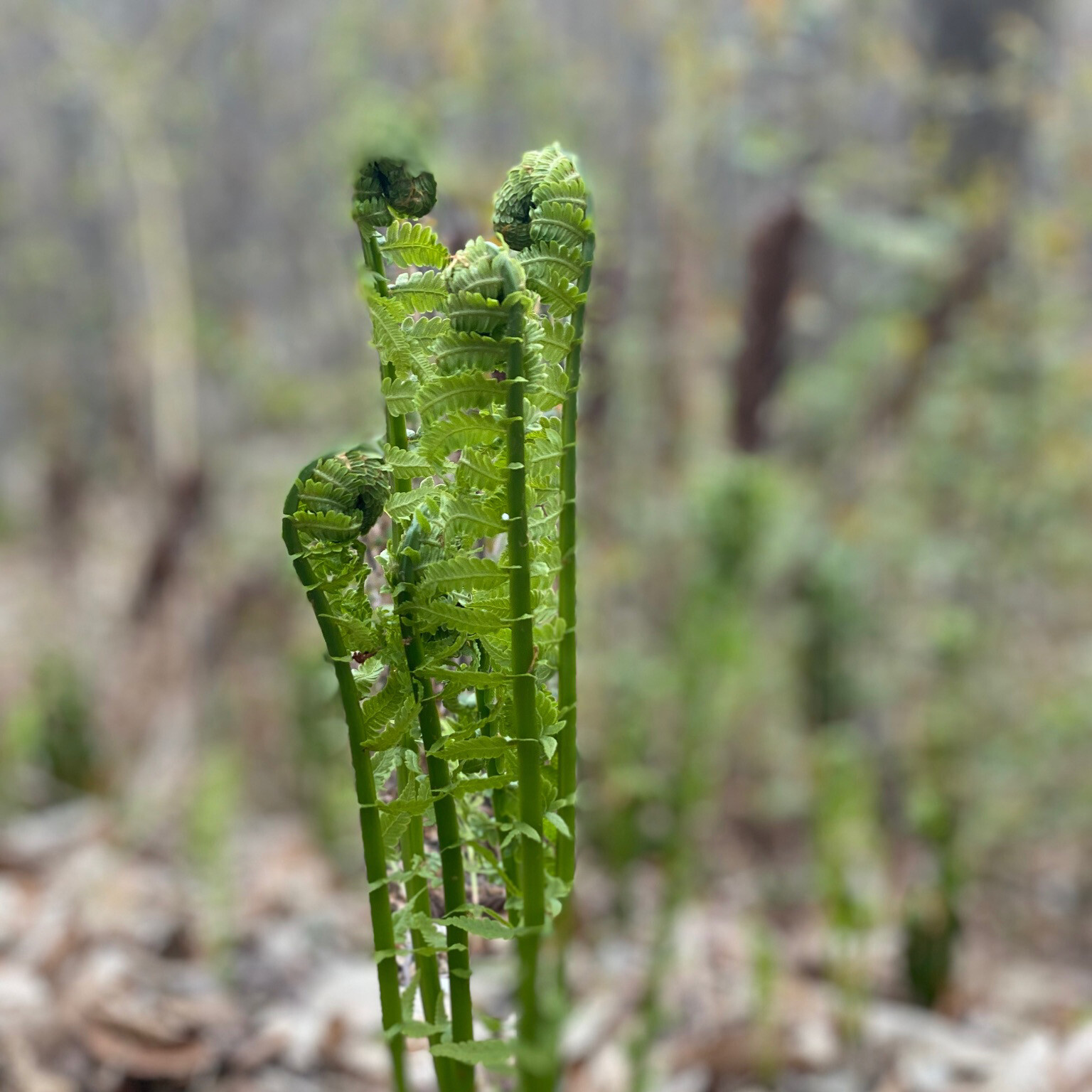 fiddleheads