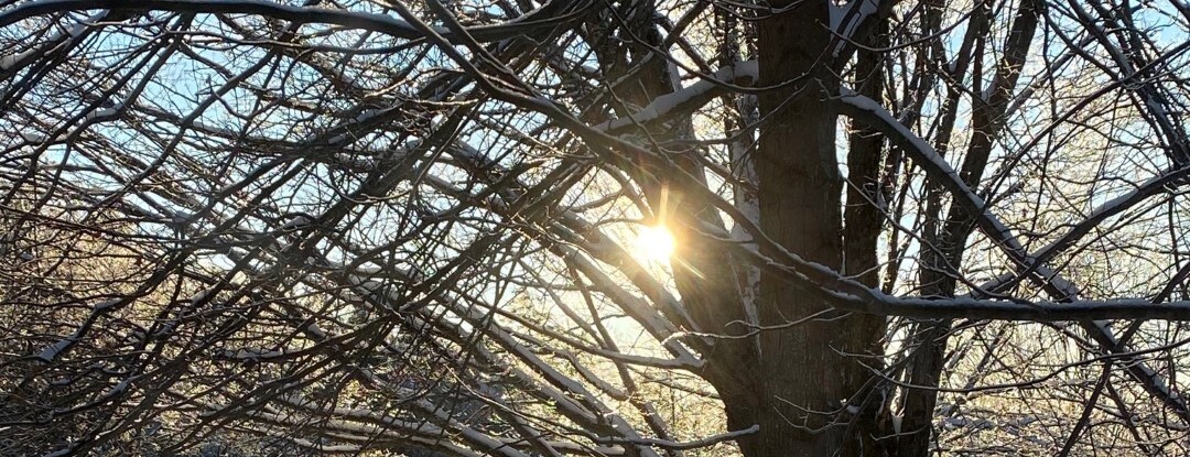 winter tree with sun peaking through
