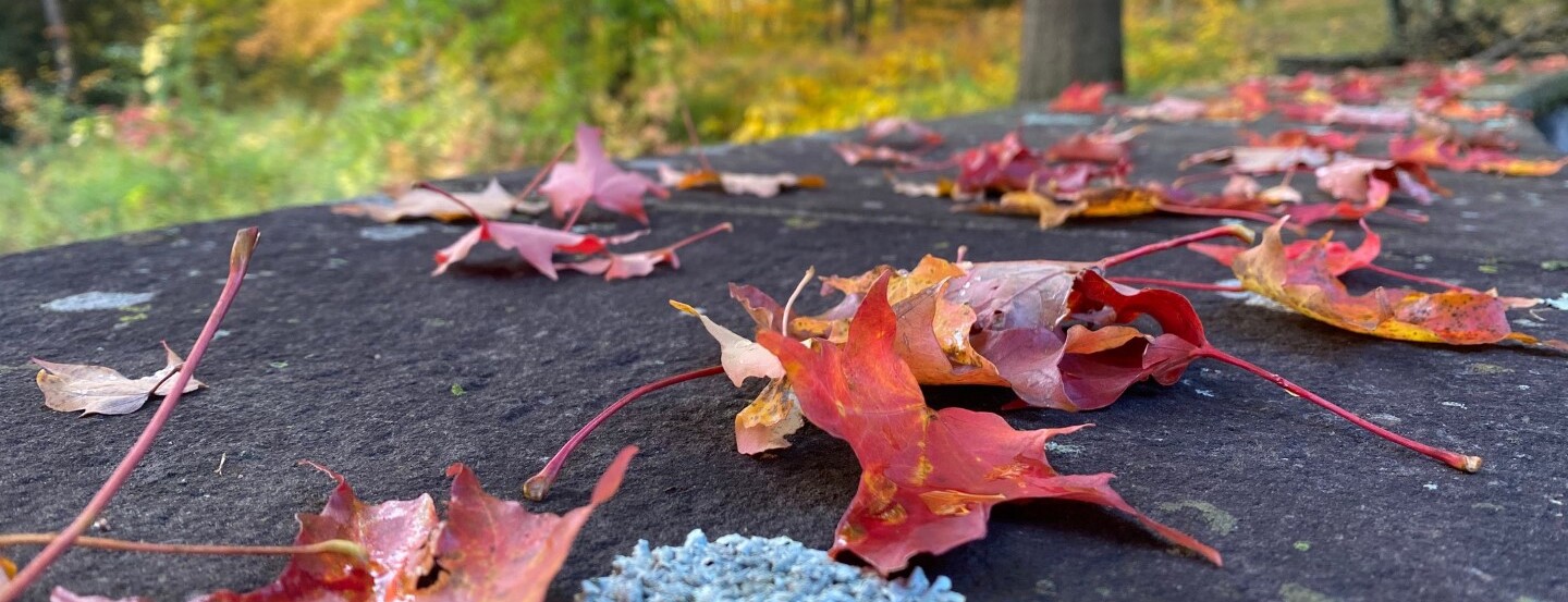 red autumn leaves on the ground